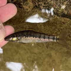 Rollizo Darter photo 2