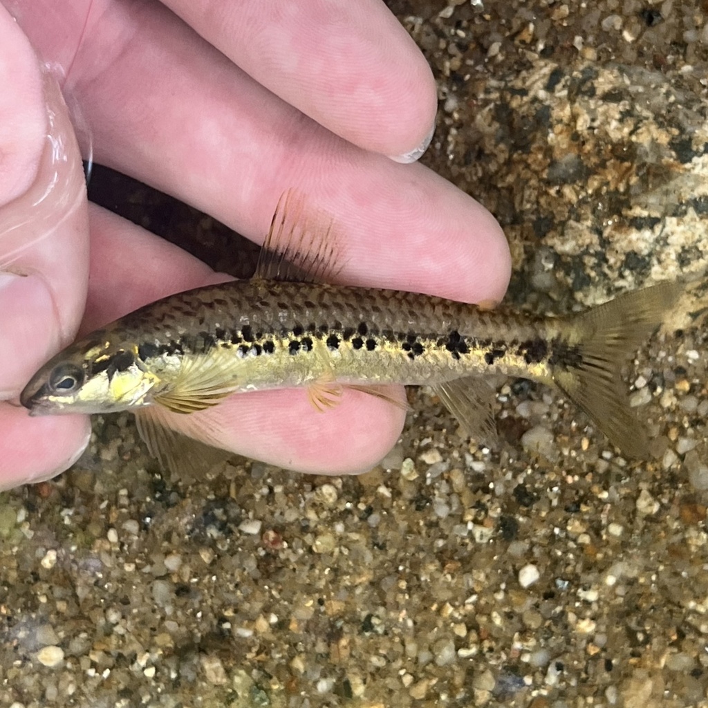 Rollizo Darter
