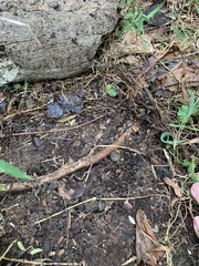 Gastropoda