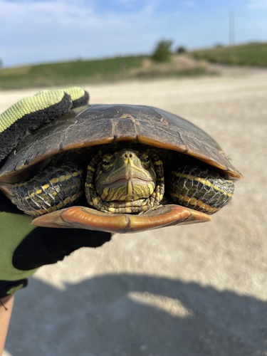 Painted Turtle