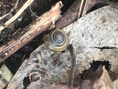 Gastropoda