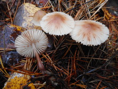 Mycena zephirus