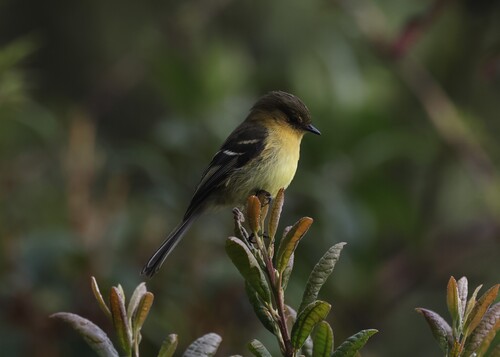 Ochraceous-breasted Flycatcher (Nephelomyias ochraceiventris), photo 5