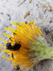 Stegopterus vittatus