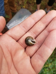 Gastropoda