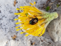 Stegopterus vittatus