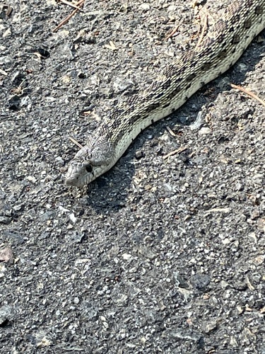 iNaturalist observation photo of Gopher Snake