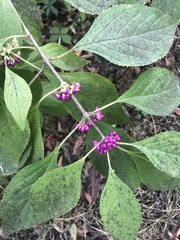 Callicarpa americana