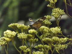 Actinote melanisans