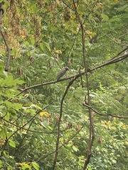 Turdus migratorius