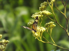 Actinote melanisans