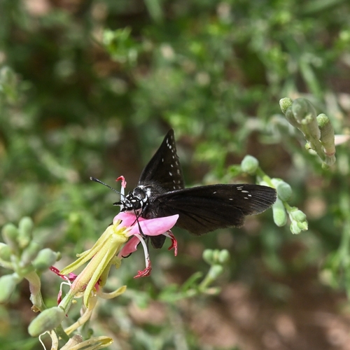 Mexican Sootywing photo 4