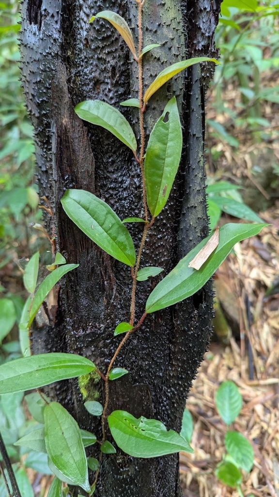 Heteroblemma alternifolium