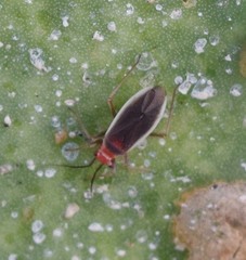 Hesperolabops gelastops