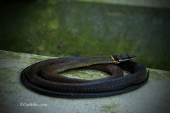 Sibynophis collaris
