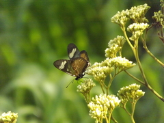 Actinote melanisans