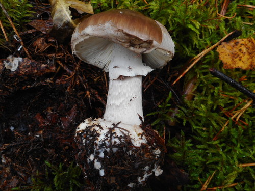 Grey-veiled Amanita