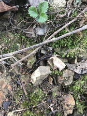 Plethodon ventralis