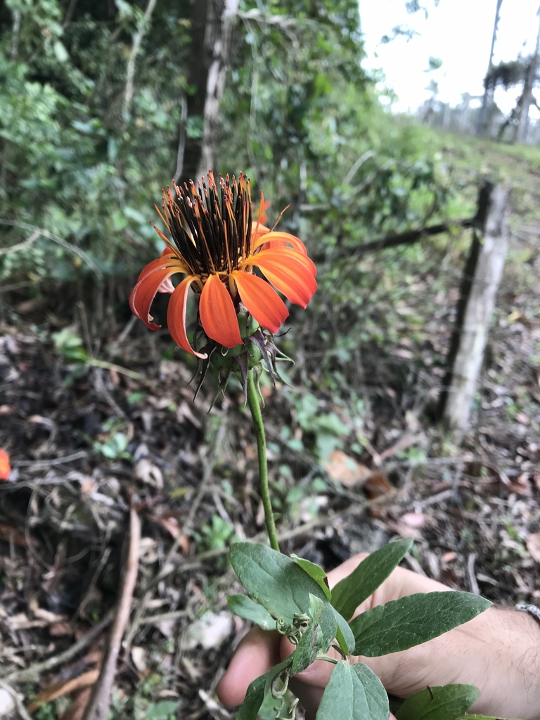 Mutisia campanulata