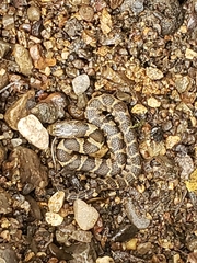Nerodia sipedon