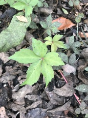 Parthenocissus quinquefolia