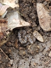 Nerodia sipedon