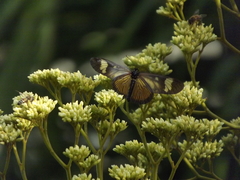 Actinote melanisans