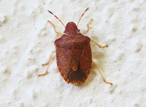 Peribalus strictus