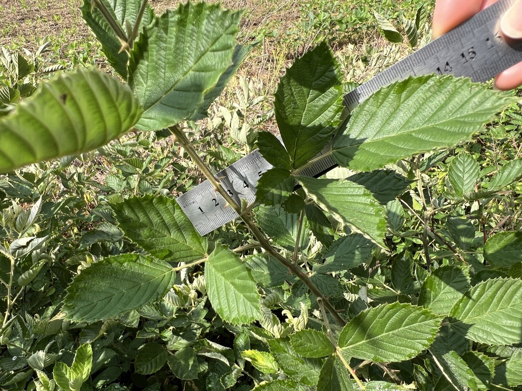 Rubus pascuus; photograph (c) Anne Parker, some rights reserved (CC BY)