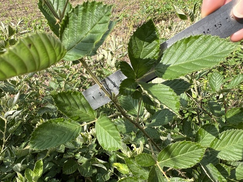 Rubus pascuus