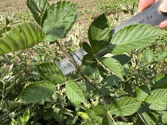 Rubus pascuus