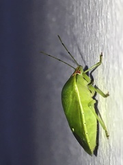 Glaucias subpunctatus