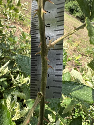Rubus pascuus, photograph 2