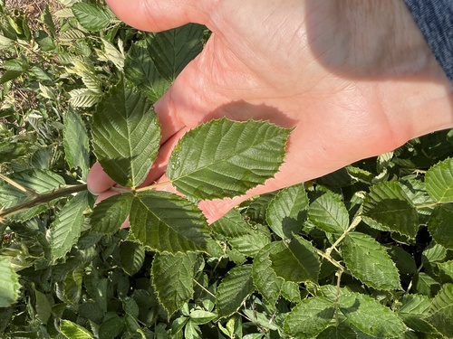 Rubus pascuus, photograph 3
