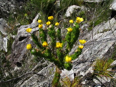 Euryops pinnatipartitus