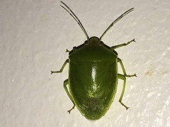 Glaucias subpunctatus