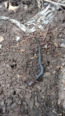 Plethodon ventralis