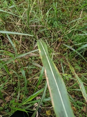 Poaceae