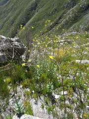 Osteospermum polygaloides polygaloides