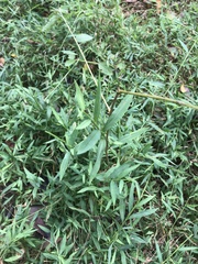 Microstegium vimineum