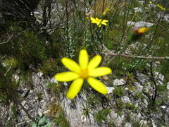 Osteospermum polygaloides polygaloides