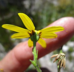 Osteospermum polygaloides polygaloides