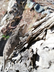 Bradypodion ventrale
