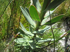 Osteospermum polygaloides polygaloides