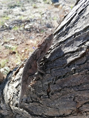 Bradypodion ventrale