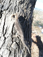 Bradypodion ventrale