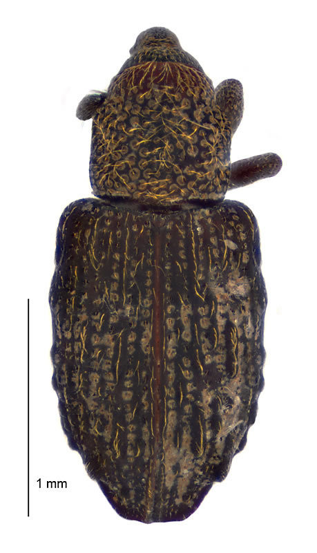 Eiratus