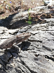 Bradypodion ventrale