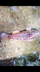 Dormitator latifrons