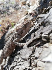 Bradypodion ventrale
